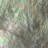 Grise